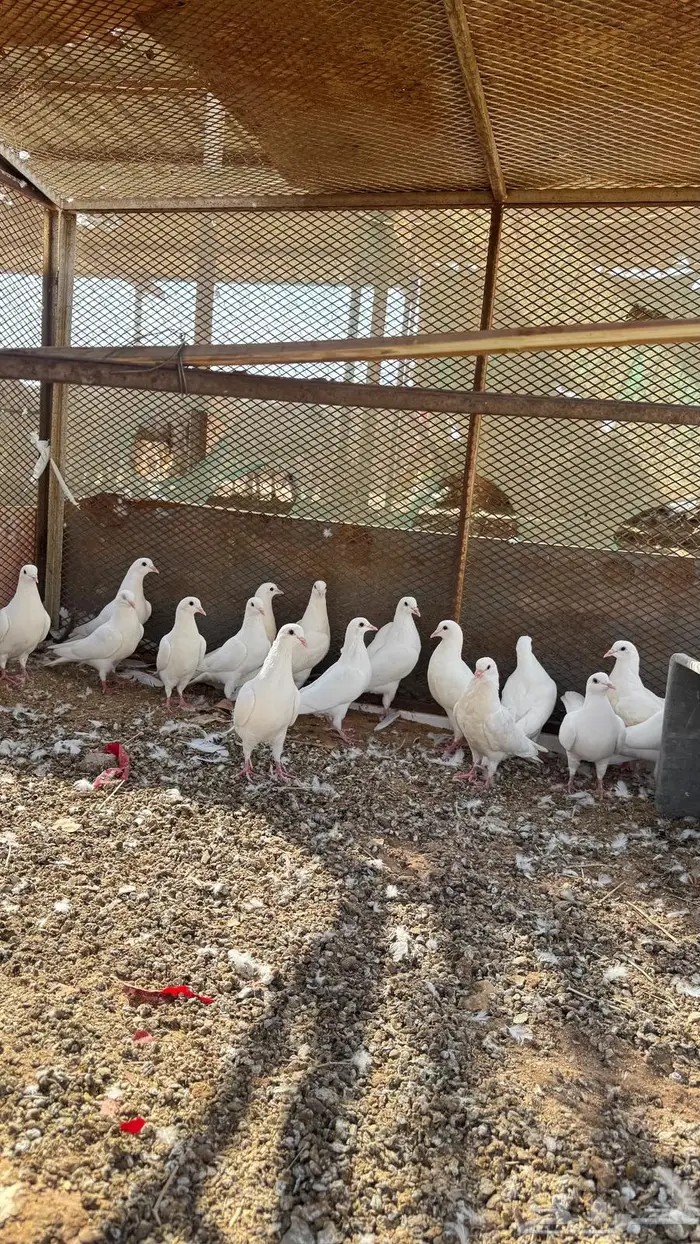 حمام جامبو ابيض للبيع 2