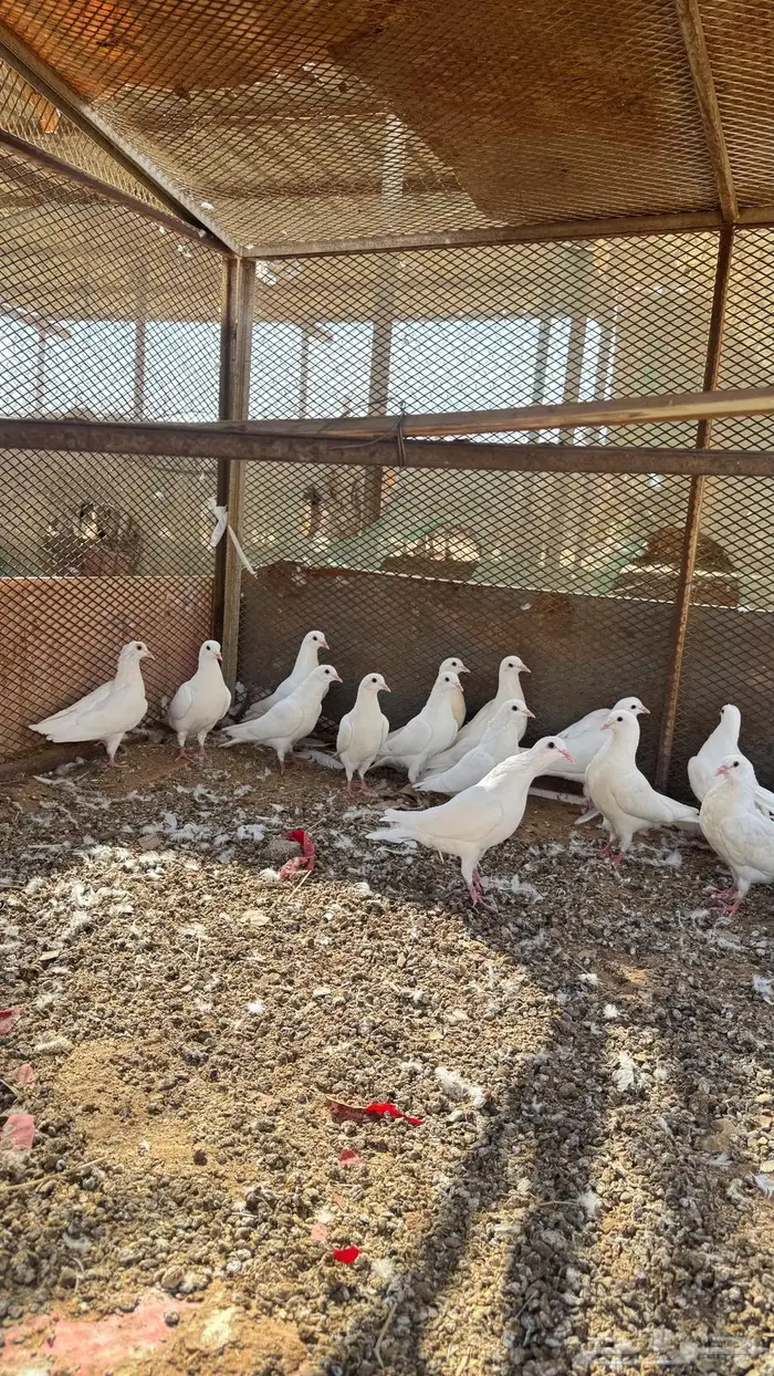 حمام جامبو ابيض للبيع 0