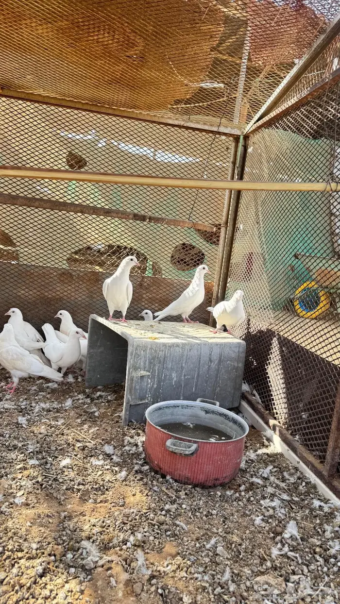 حمام جامبو ابيض للبيع 1