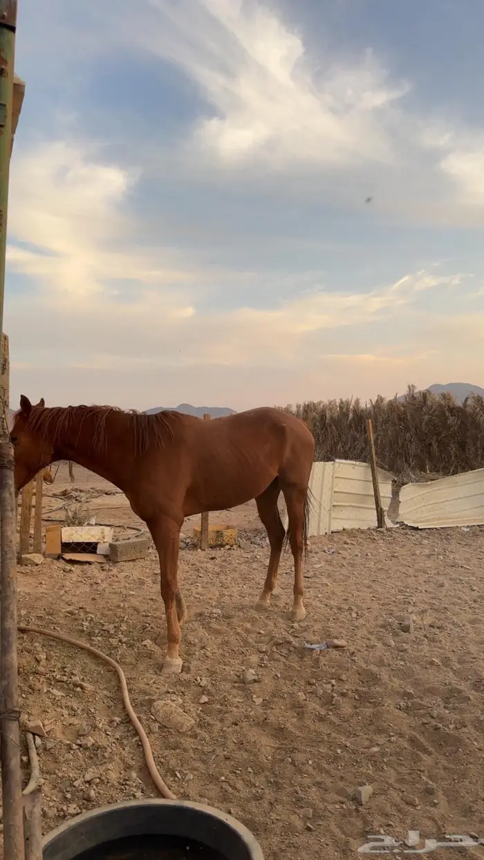 حصان انقليزي 0