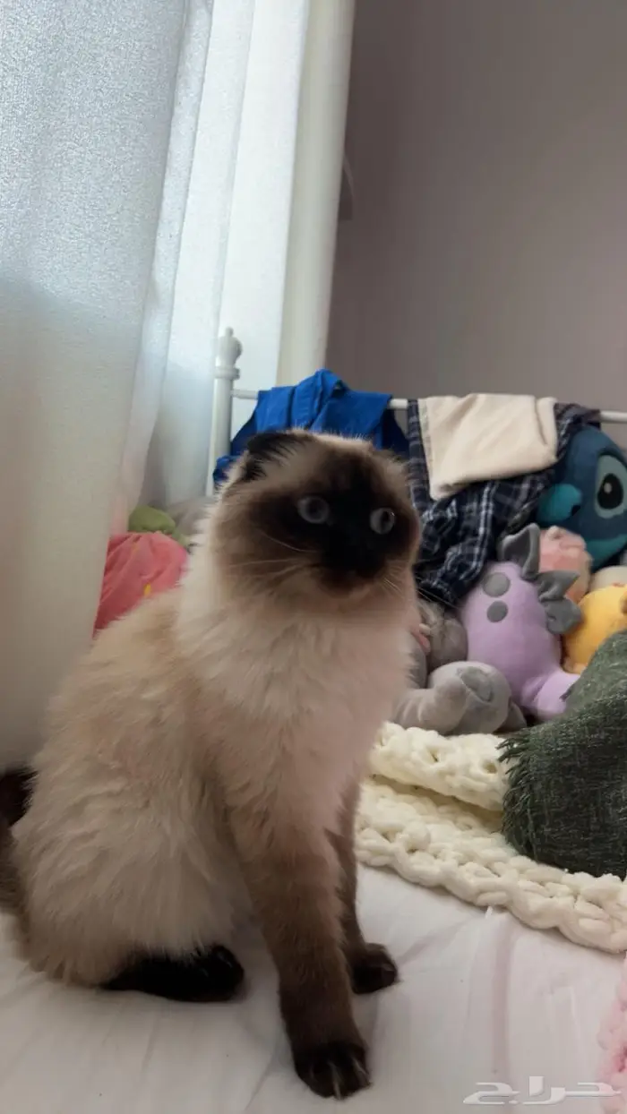 قطه مفقوده 1