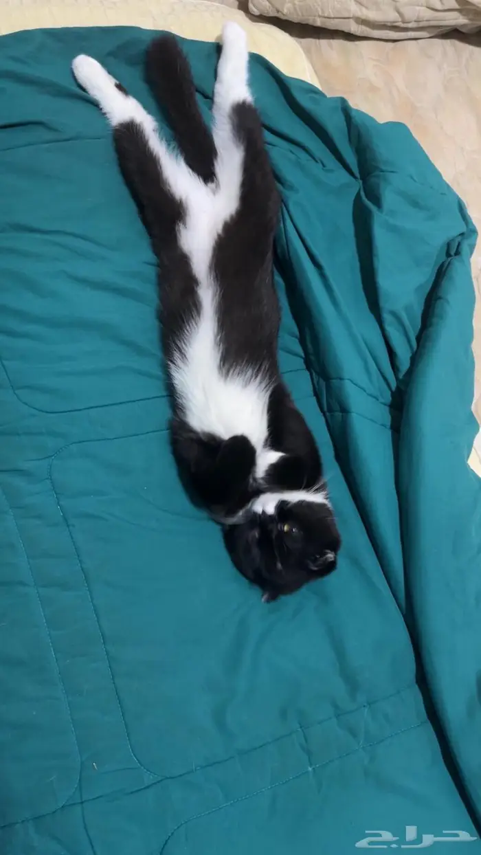 قطط لتبني ذكر   انثى 0