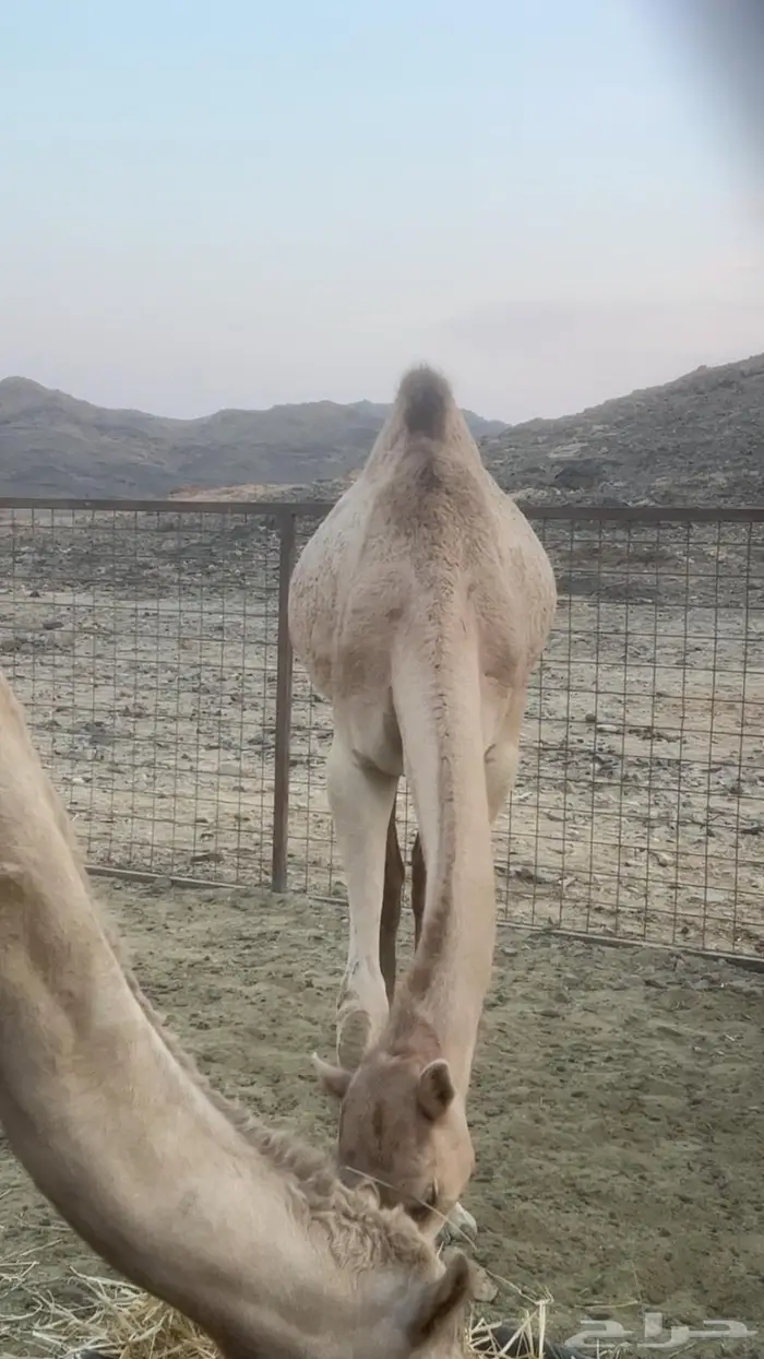 بكره للبيع عمرها حول 10 شهور 0