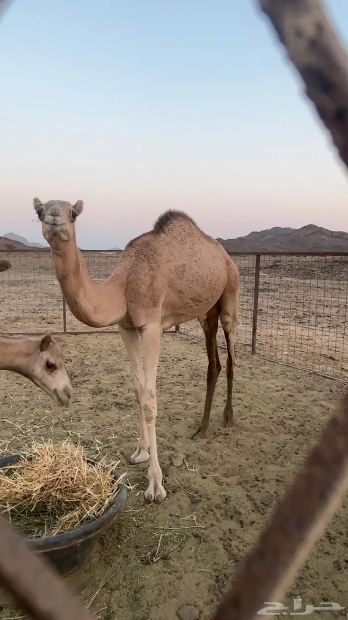 بكره للبيع عمرها حول 10 شهور 1