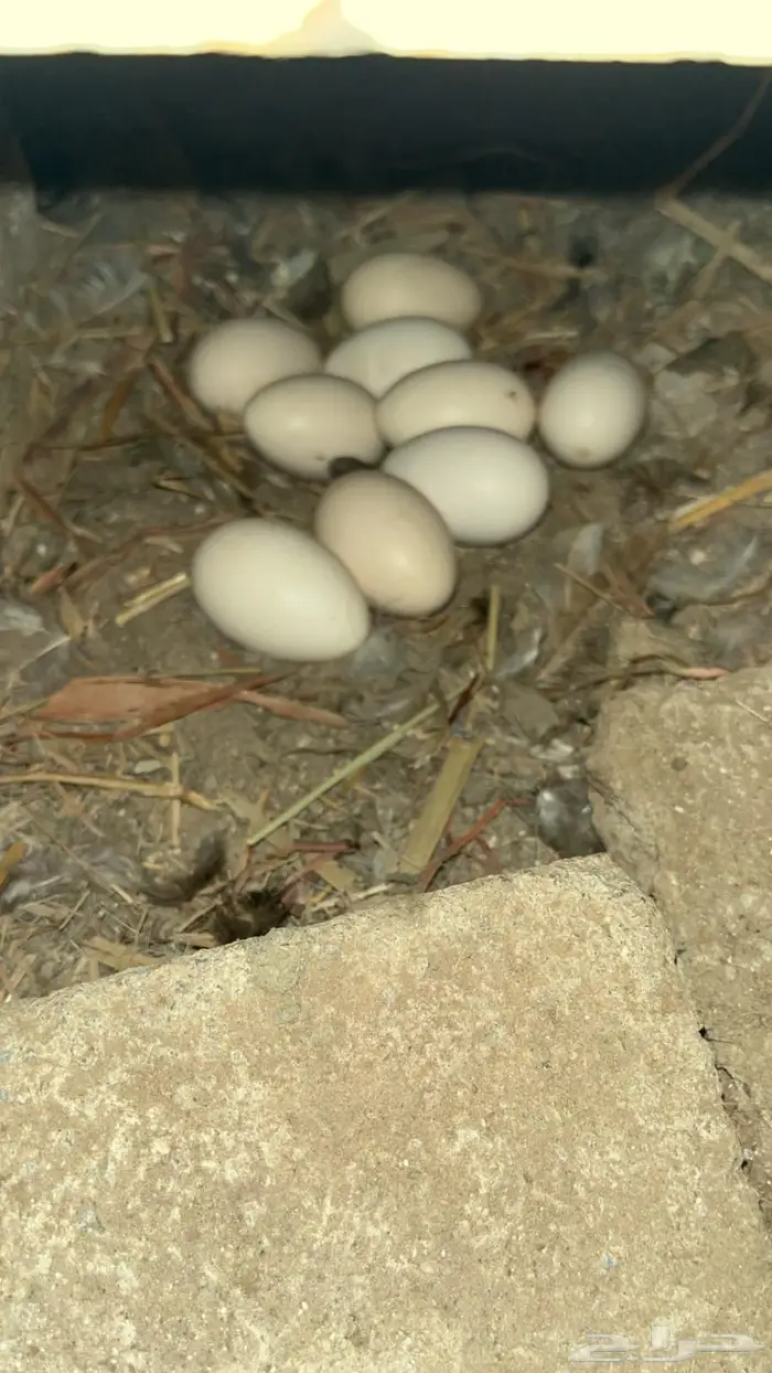 دجاج بلدي وديوك مهجنة 5