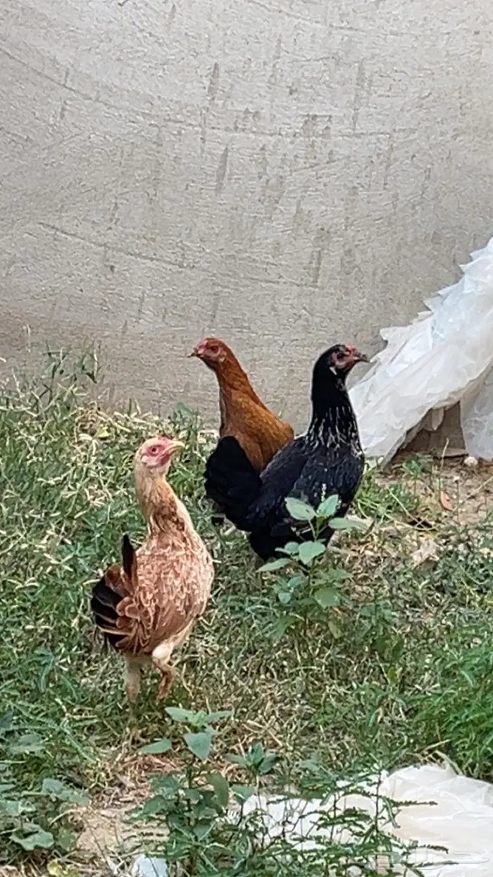 دجاج بلدي وديوك مهجنة 4