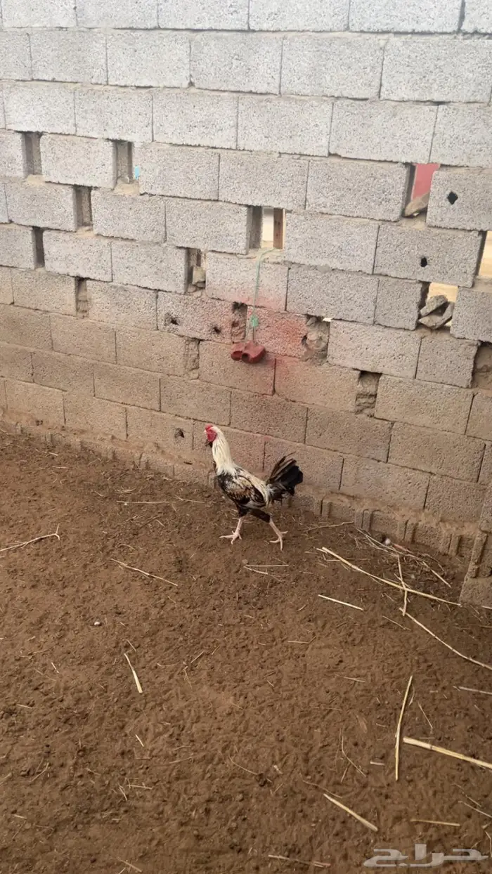 دجاج بلدي وديوك مهجنة 2