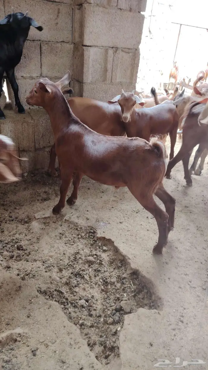 15 بهم اعمار حول 3 شهور 5