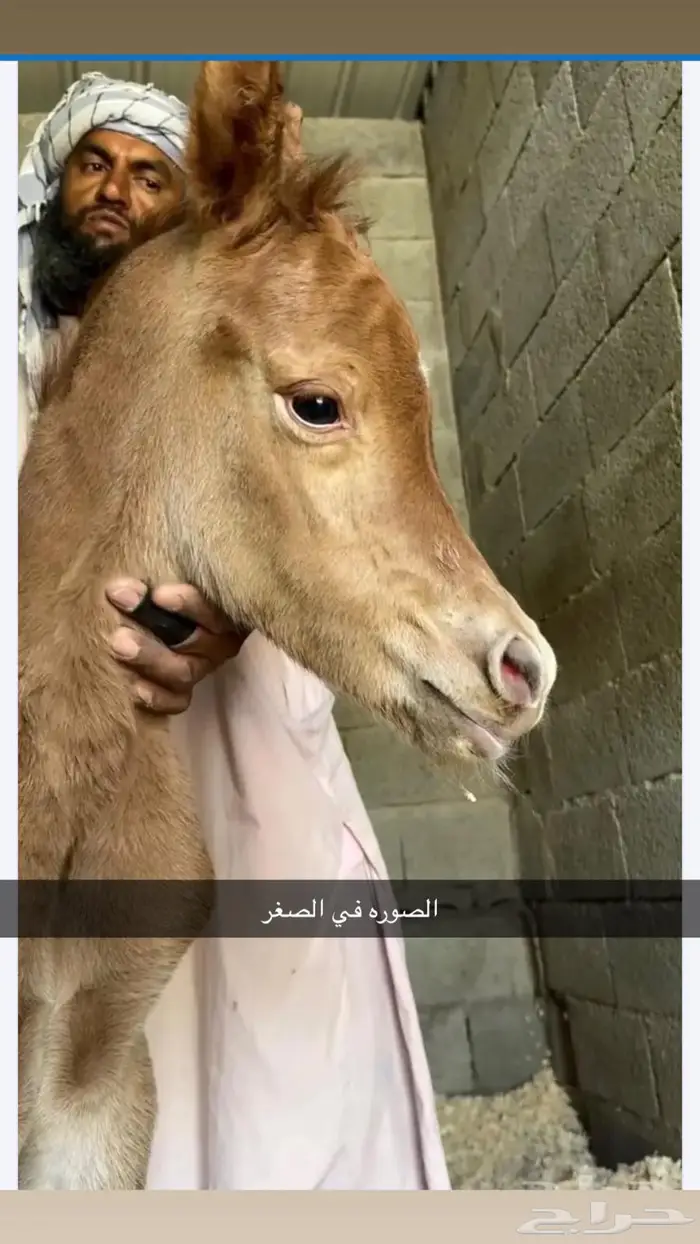 مهر للبيع 2