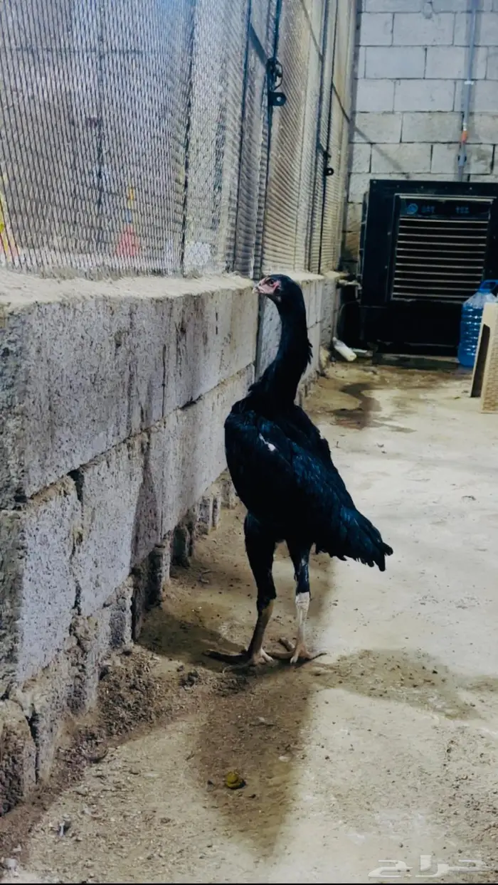 فرخة شامو الماني هزاز 0