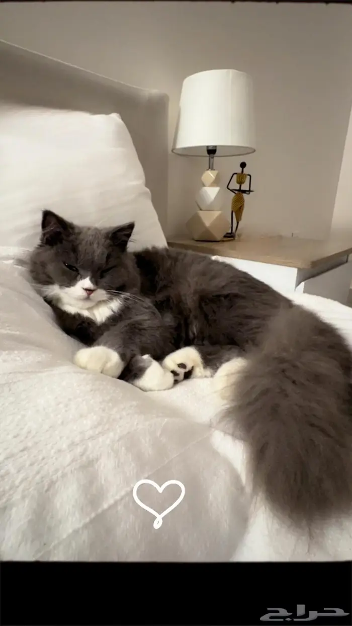 قط برتش شوت هير للتزاوج الجبيل 0