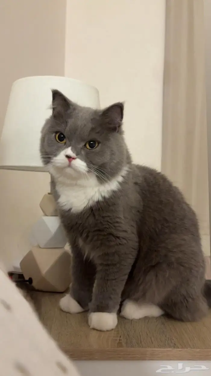 قط برتش شوت هير للتزاوج الجبيل 2