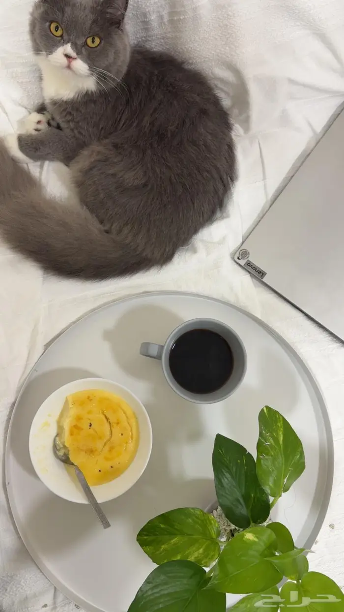 قط برتش شوت هير للتزاوج الجبيل 1