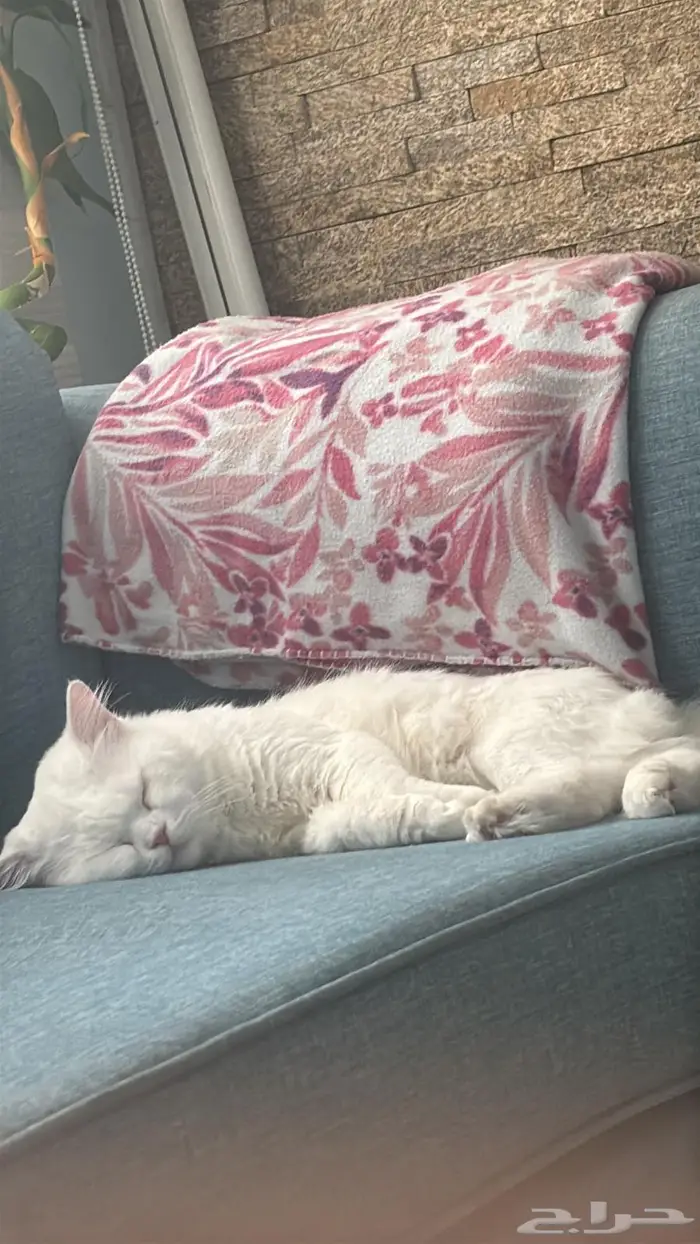 لدي قط للتبنى سبب امي مريضة سرطان مناعتها صارت ضعيفة 0