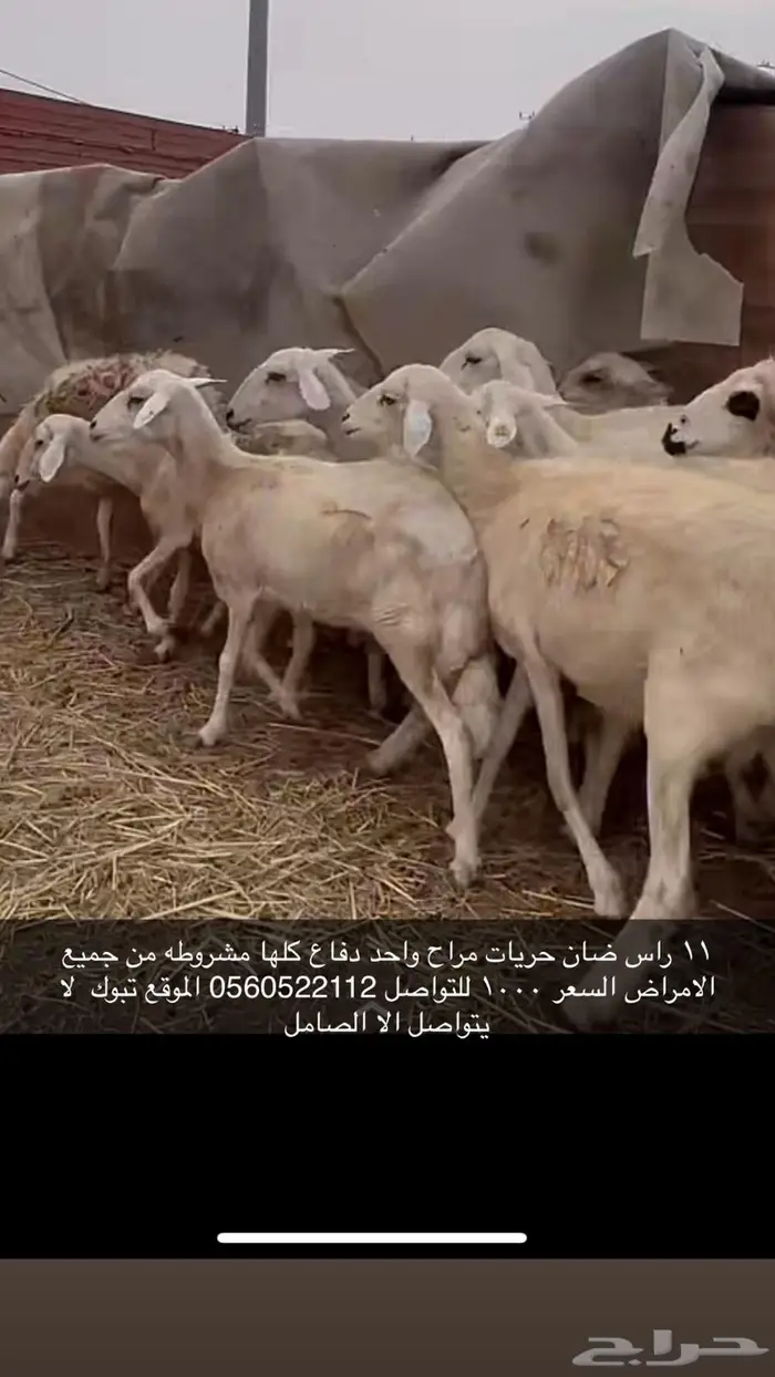 عرض 11 راس ضان حريات دقاع للبيع 0