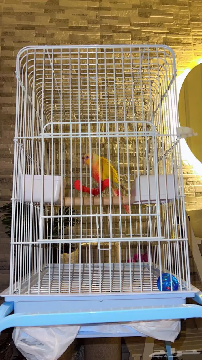 فرخ صن شيك دبل ريد فاكتور هدد خارجي و داخلي 8