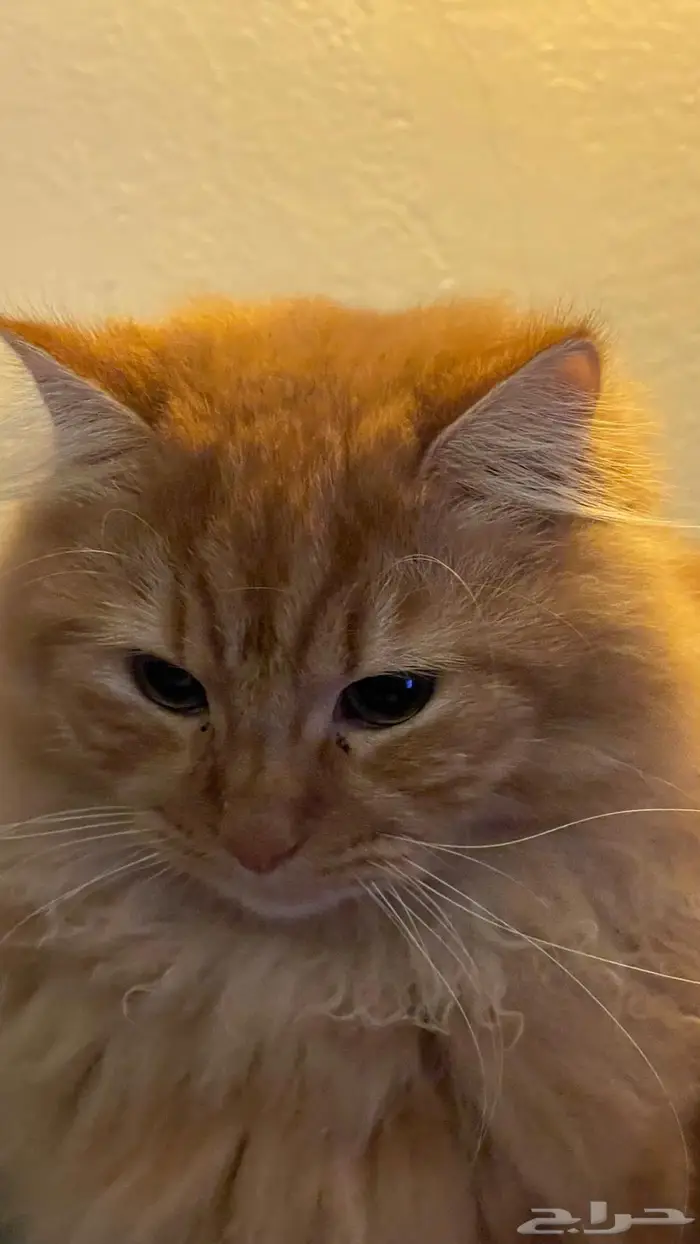 قط للتبني ذكر غير معقم 1