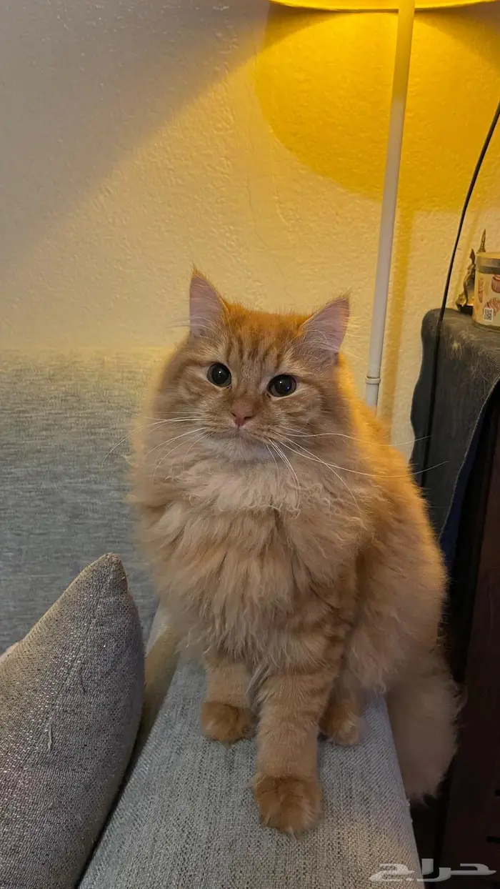 قط للتبني ذكر غير معقم 0