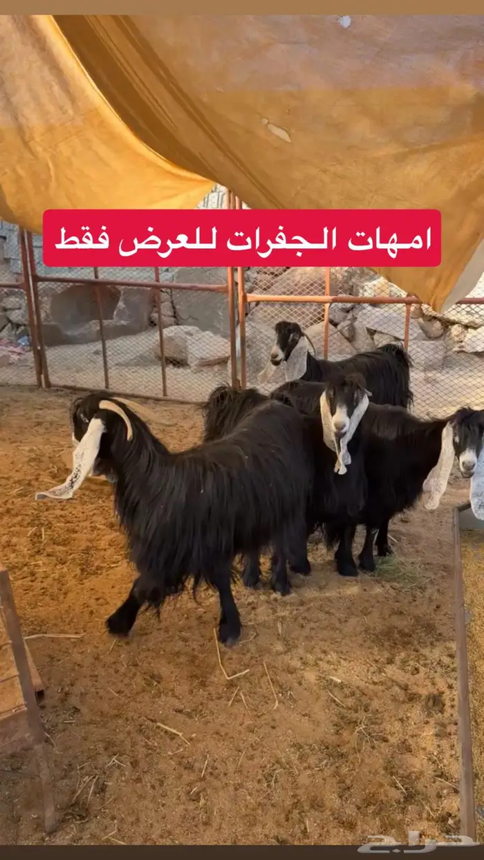 جفرات صنف جذع دفيع مفاصيل 2