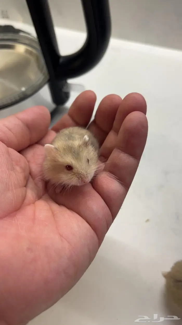 هامستر ونتر وايت بيور للبيع 2