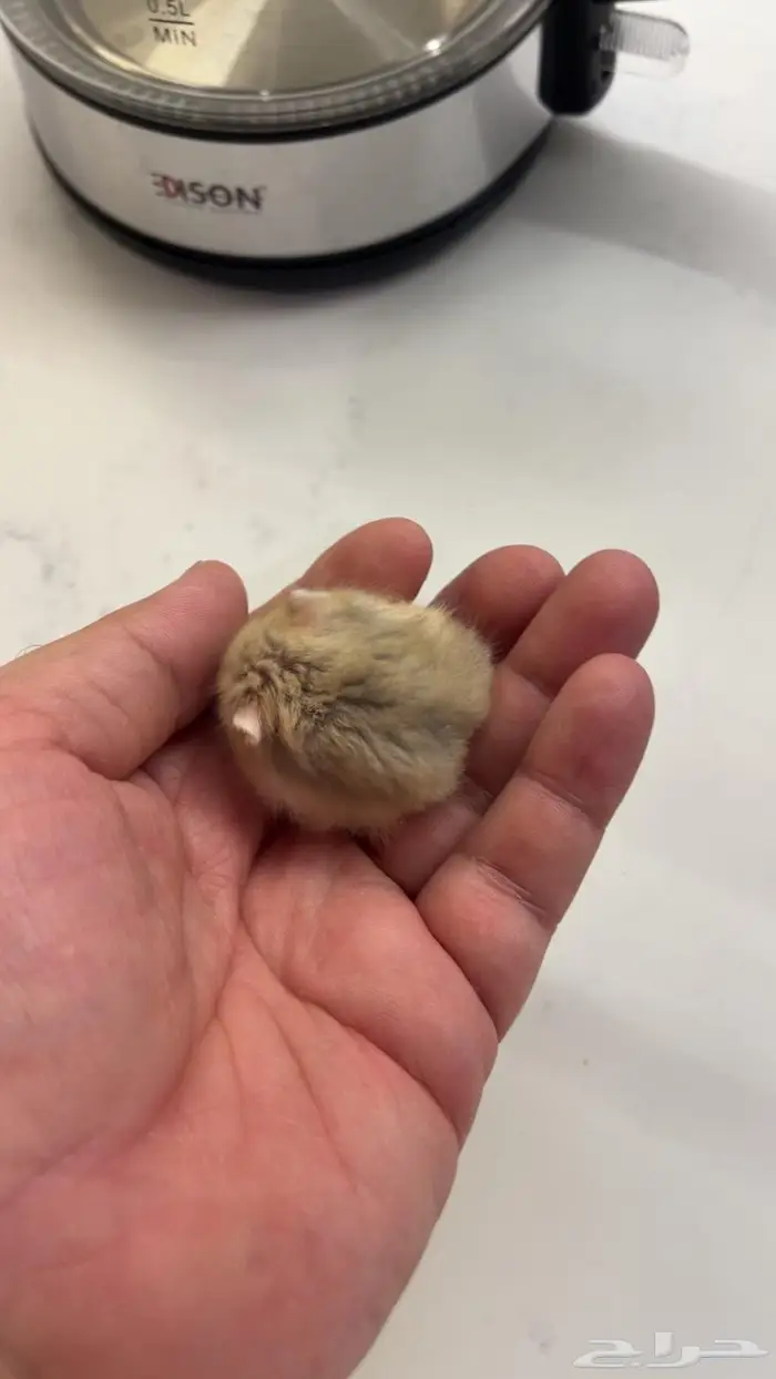 هامستر ونتر وايت بيور للبيع 1