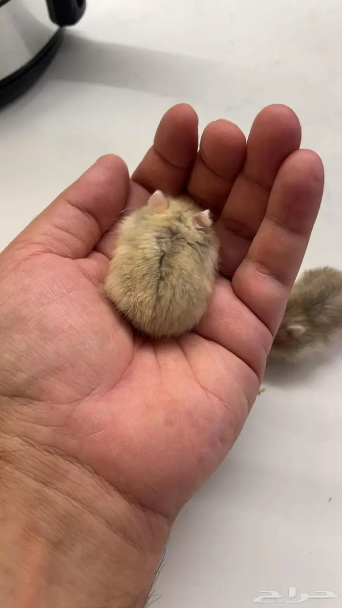 هامستر ونتر وايت بيور للبيع 0