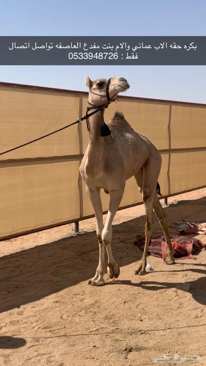 بكره حقه للبيع 0