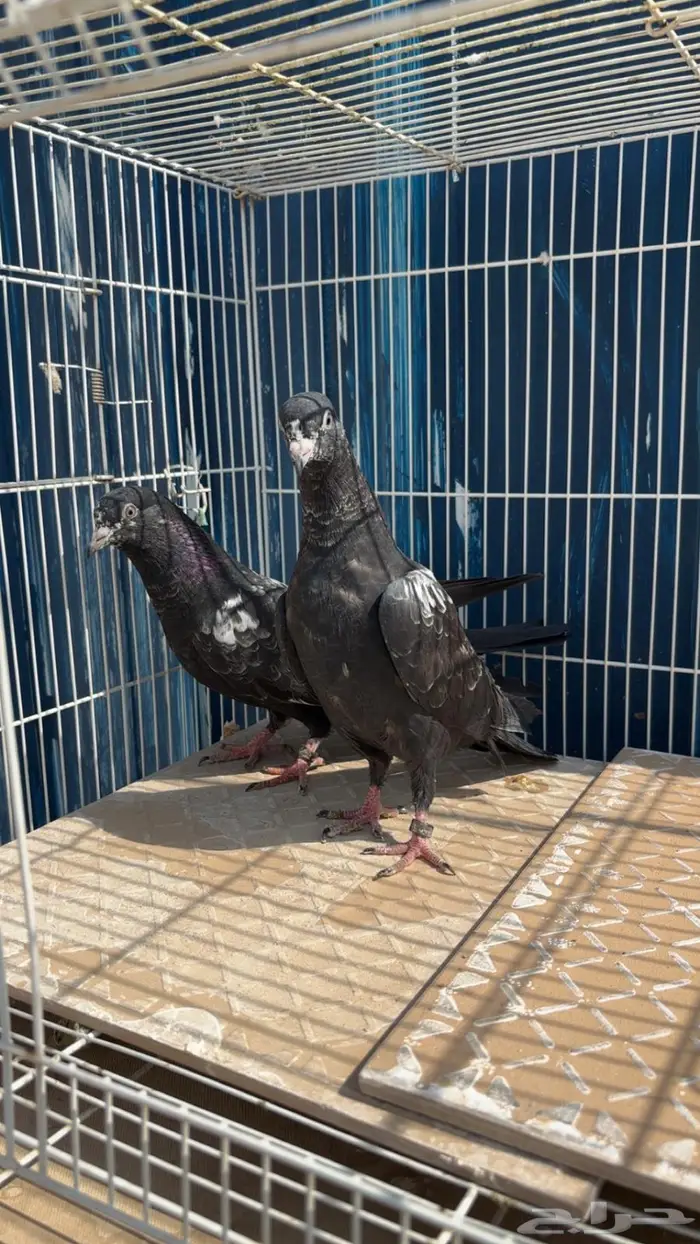 للبيع طبات رام فواخر سود فحم ( تم البيع الله يبارك للشاري ) 3