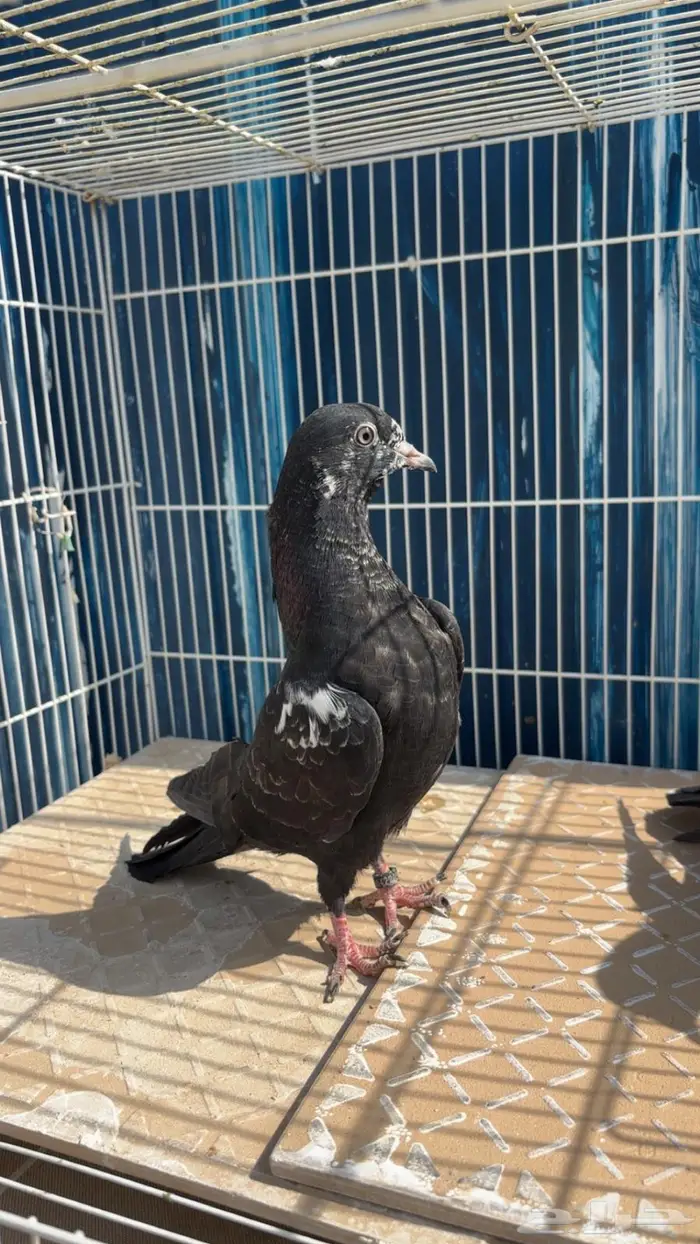 للبيع طبات رام فواخر سود فحم ( تم البيع الله يبارك للشاري ) 1