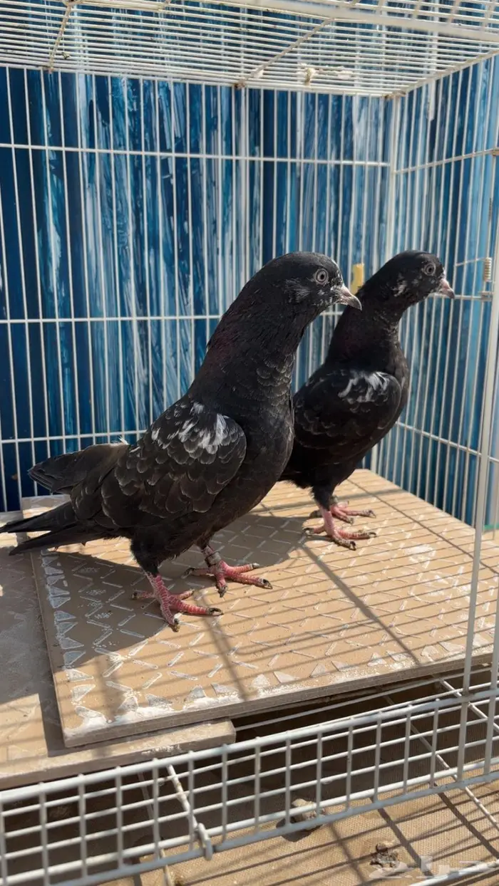 للبيع طبات رام فواخر سود فحم ( تم البيع الله يبارك للشاري ) 0