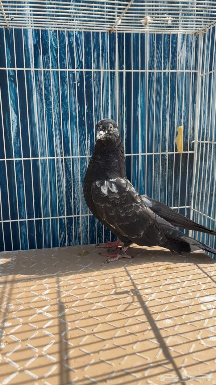 للبيع طبات رام فواخر سود فحم ( تم البيع الله يبارك للشاري ) 2