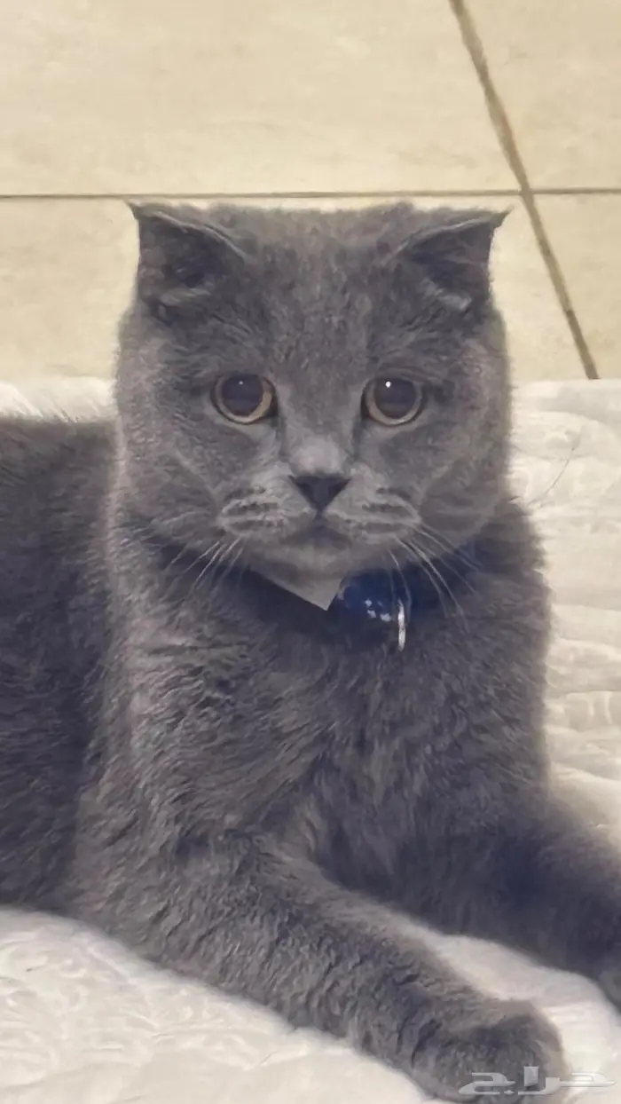 قطه ضائعه حي الورود 0