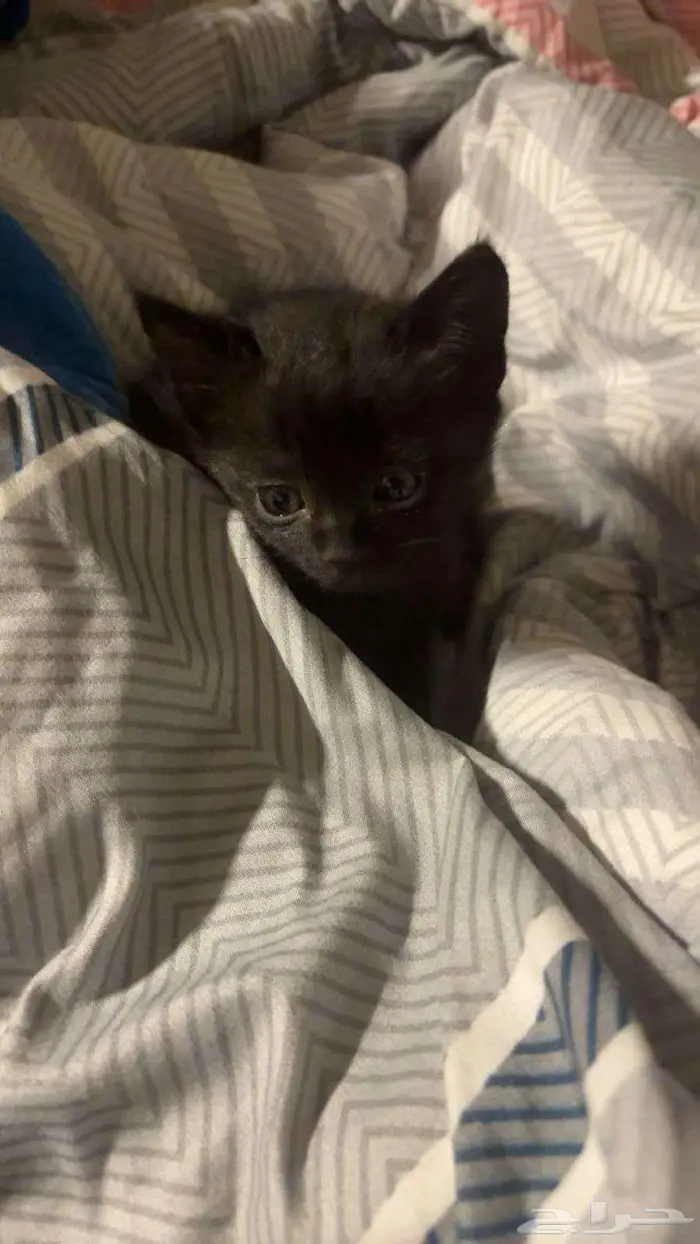 قطط بعمر 3 شهور 2