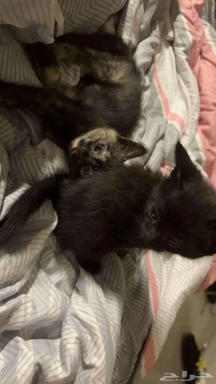 قطط بعمر 3 شهور 1