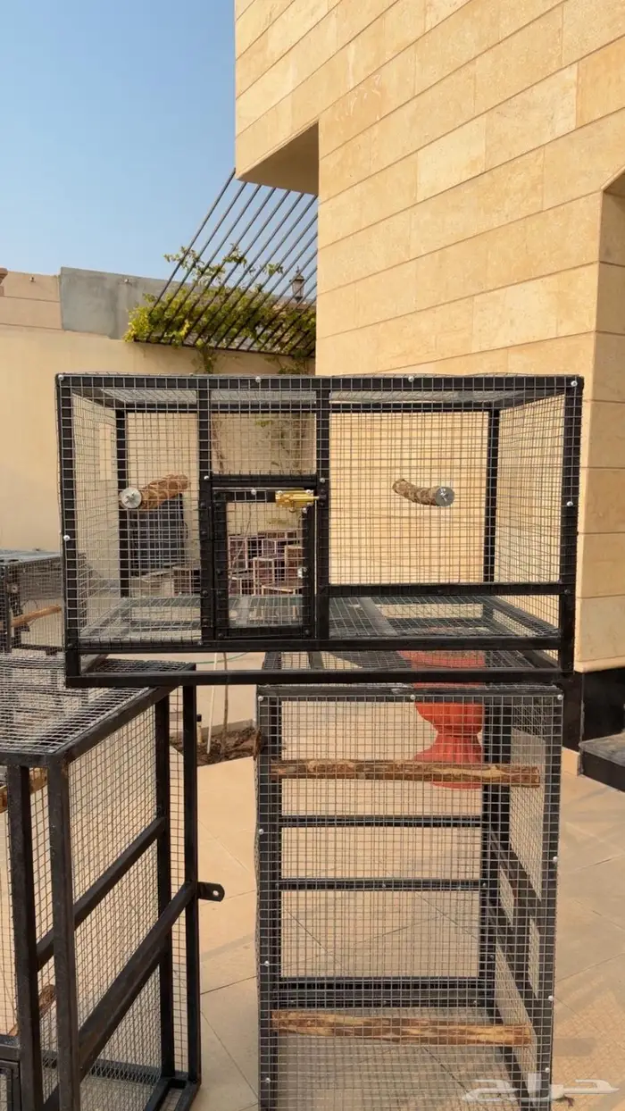 اقفاص انتاج ببغاوات 0