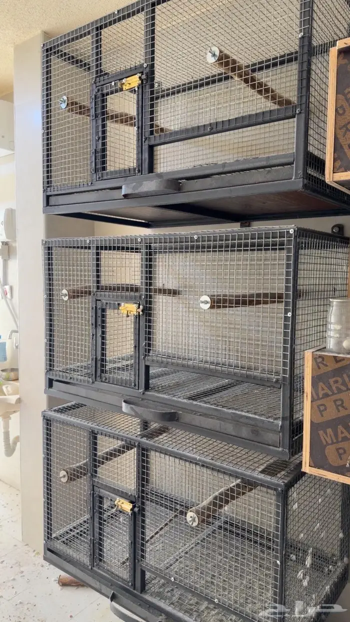 اقفاص انتاج ببغاوات 1