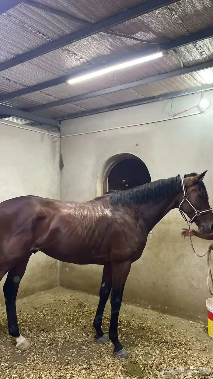 حصان انجليزي فحل 1