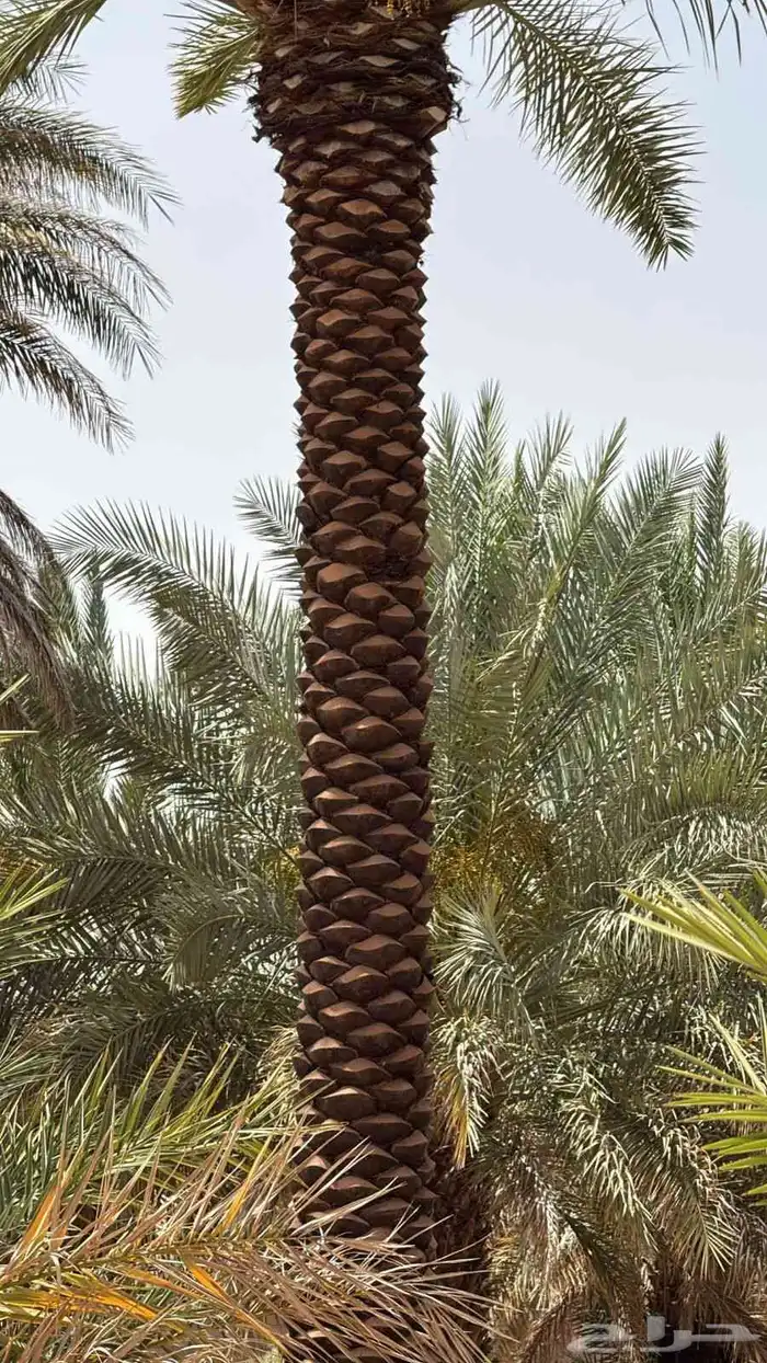 يوجد عمال لجميع ماي خص انخيل من تكريب وتحويض وقلع وغرس 4