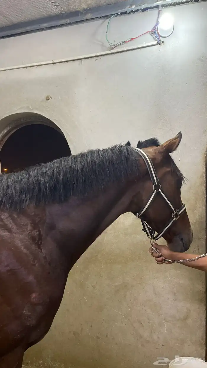 حصان انجليزي فحل 2