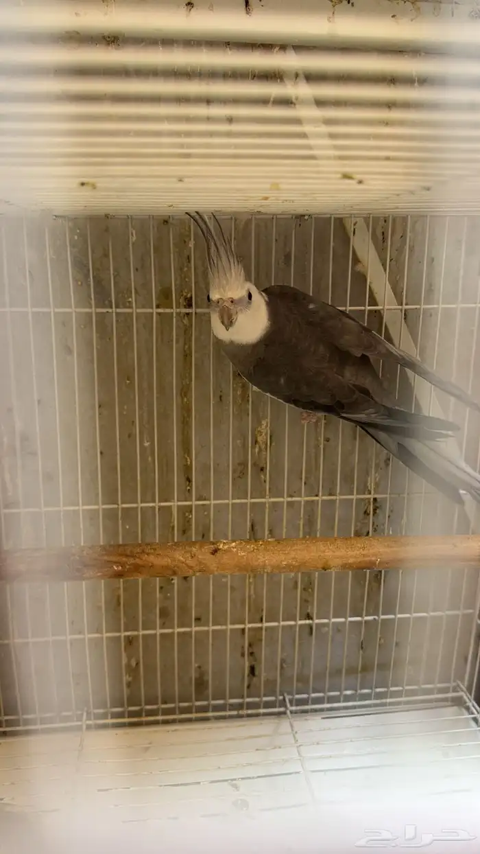 كروان ذكر ضايع 1