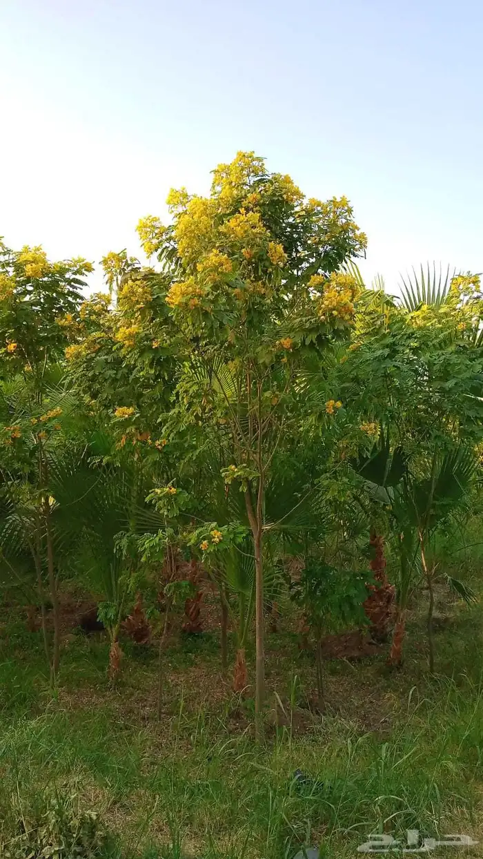 جميع احجام الأشجار والنباتات داخل المدينه المنوره 1