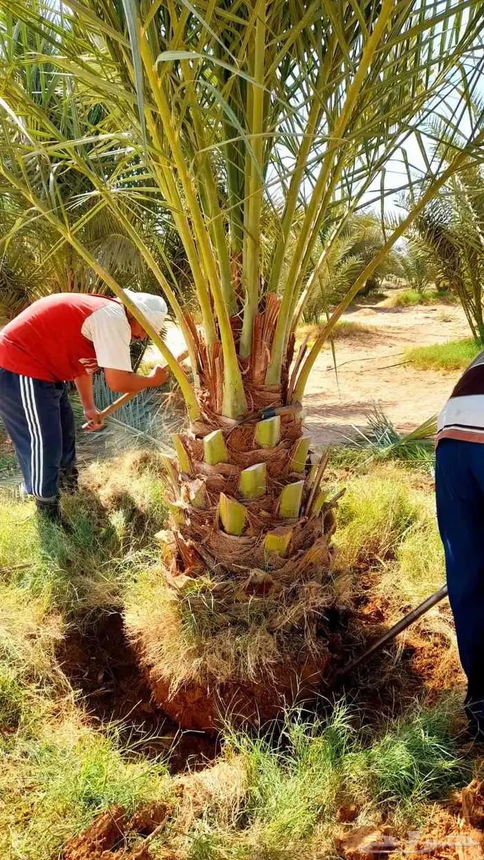 نخل مثمر للبيع نخيل صقعي مجدول اخلاص سكري نخل واشنطني زينه 0