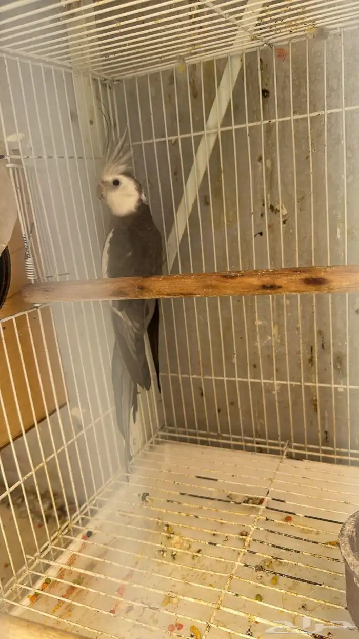 كروان ذكر ضايع 0