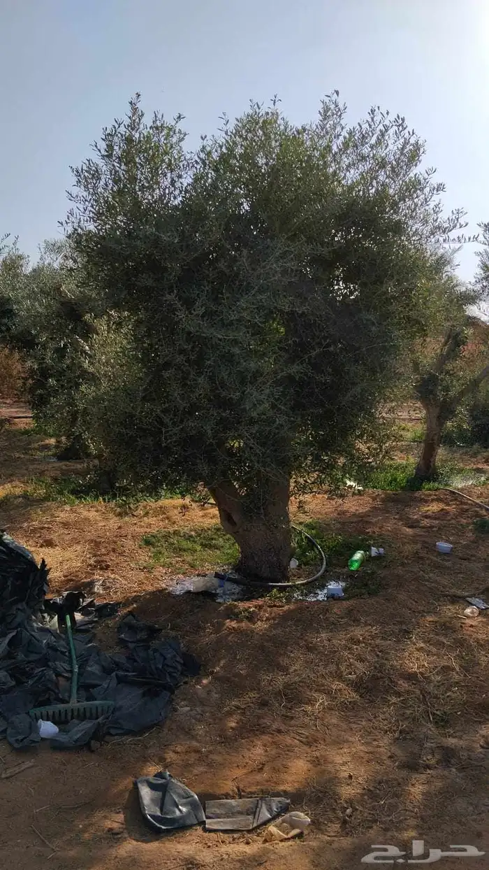 اشجار زيتون مثمر جميع المقاسات 8