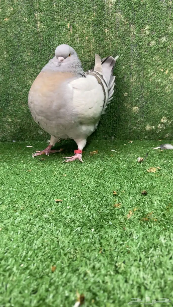 مودينا كنق انثى 0