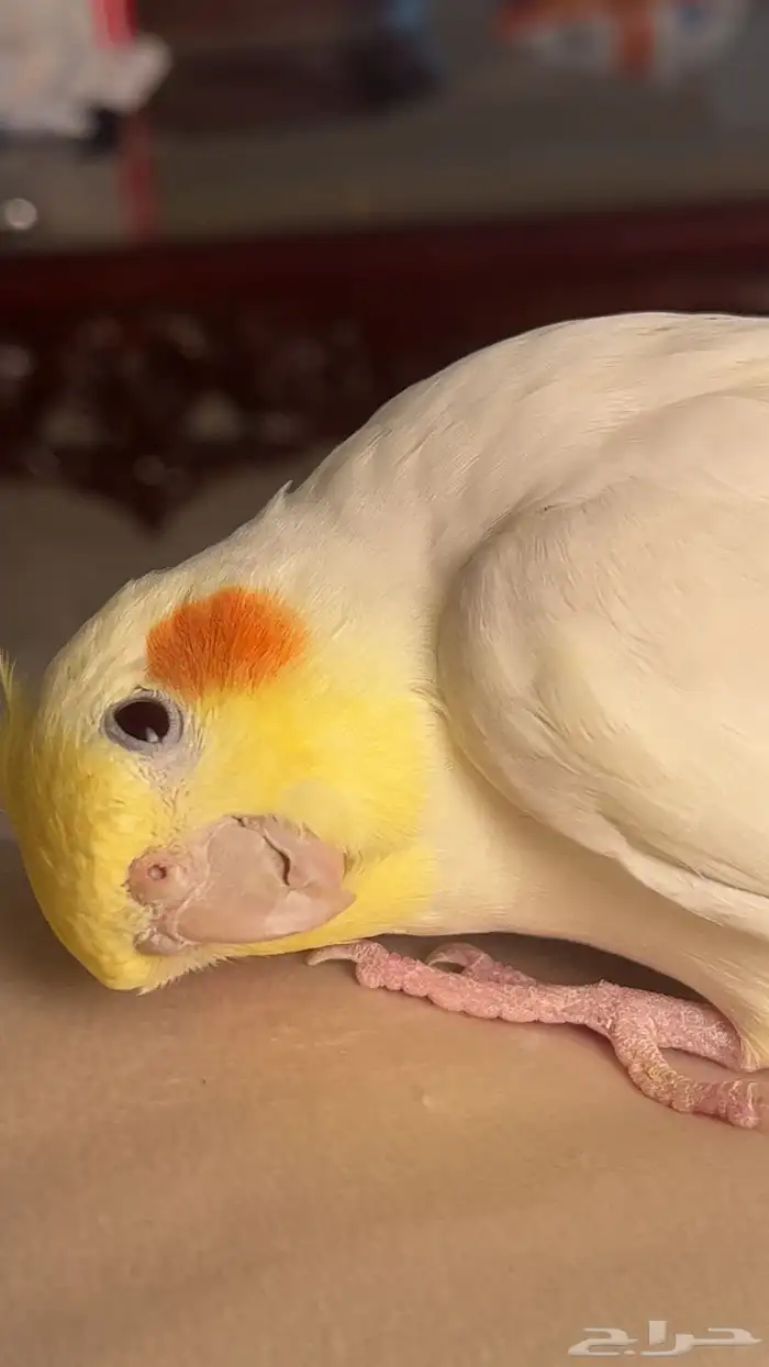 للبيع طير كروان ليتينو ذكر 0