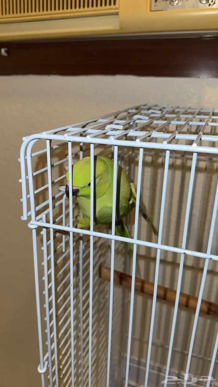 طير ذرة انثى للبيع على السوم 1