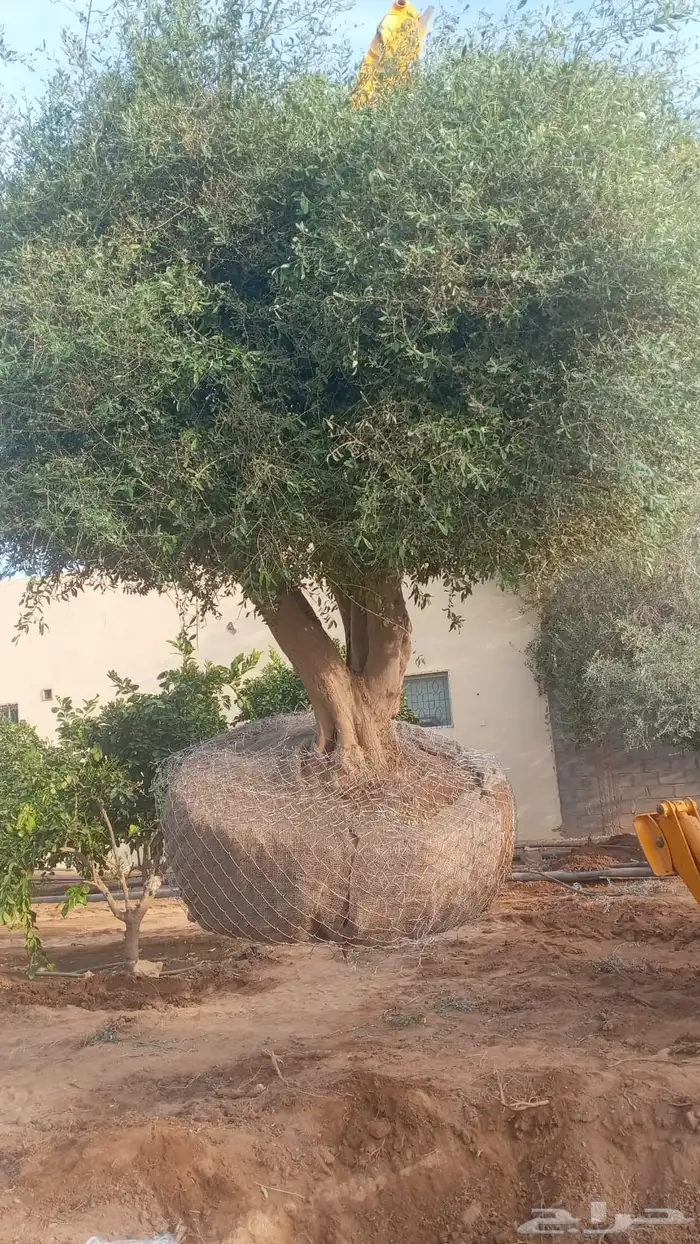 اشجار زيتون شجر زيتون معمر 22
