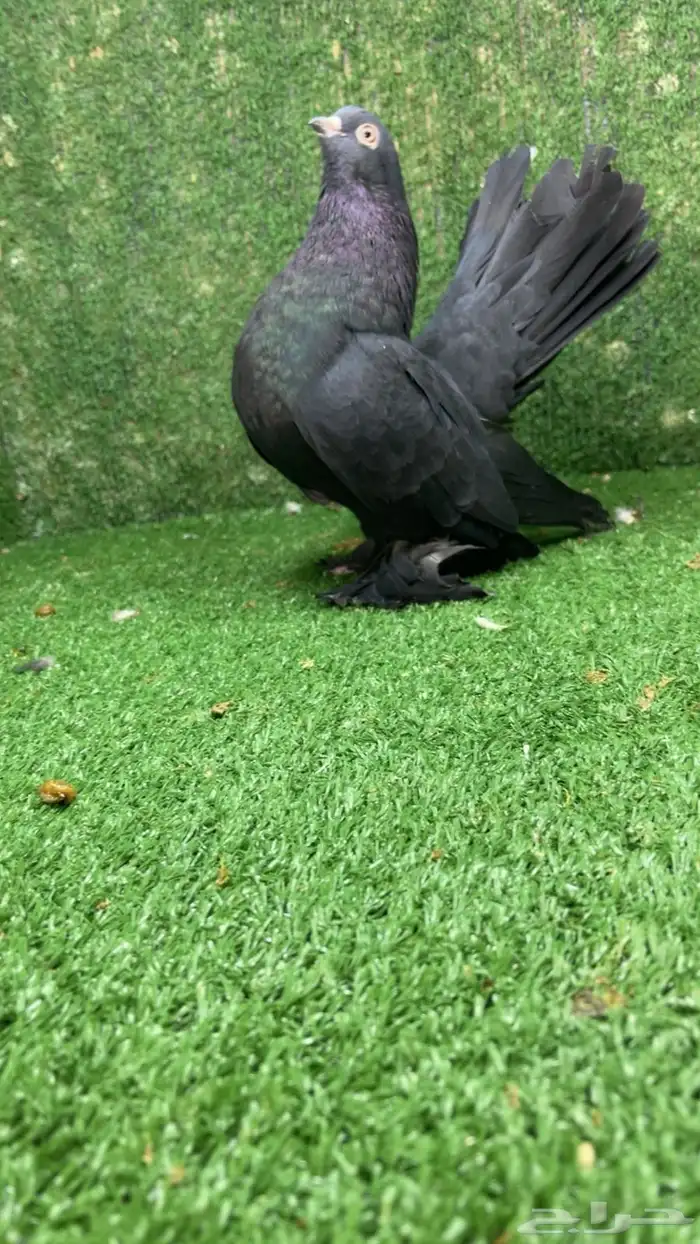 كرنقو رستوف فحل 0