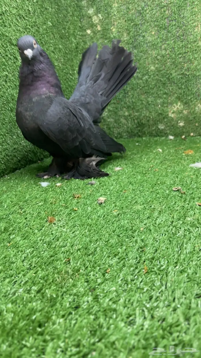 كرنقو رستوف فحل 1